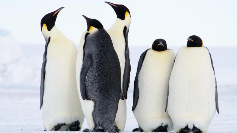 preocupación científica por muerte masiva de crías de pingüino