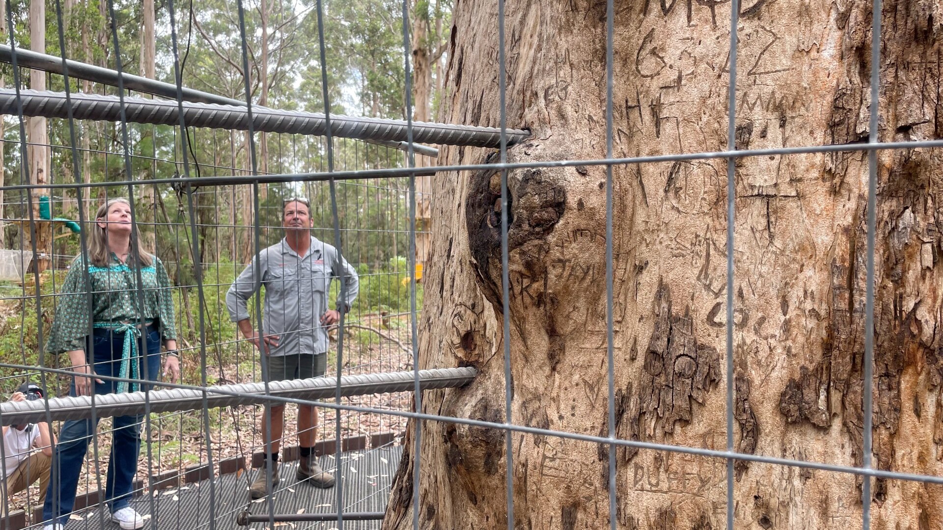 twelve month wait for western australia's giant climbing trees to reopen, despite funding injection