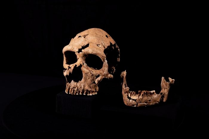 face of neanderthal woman buried in iraqi cave 75,000 years ago revealed