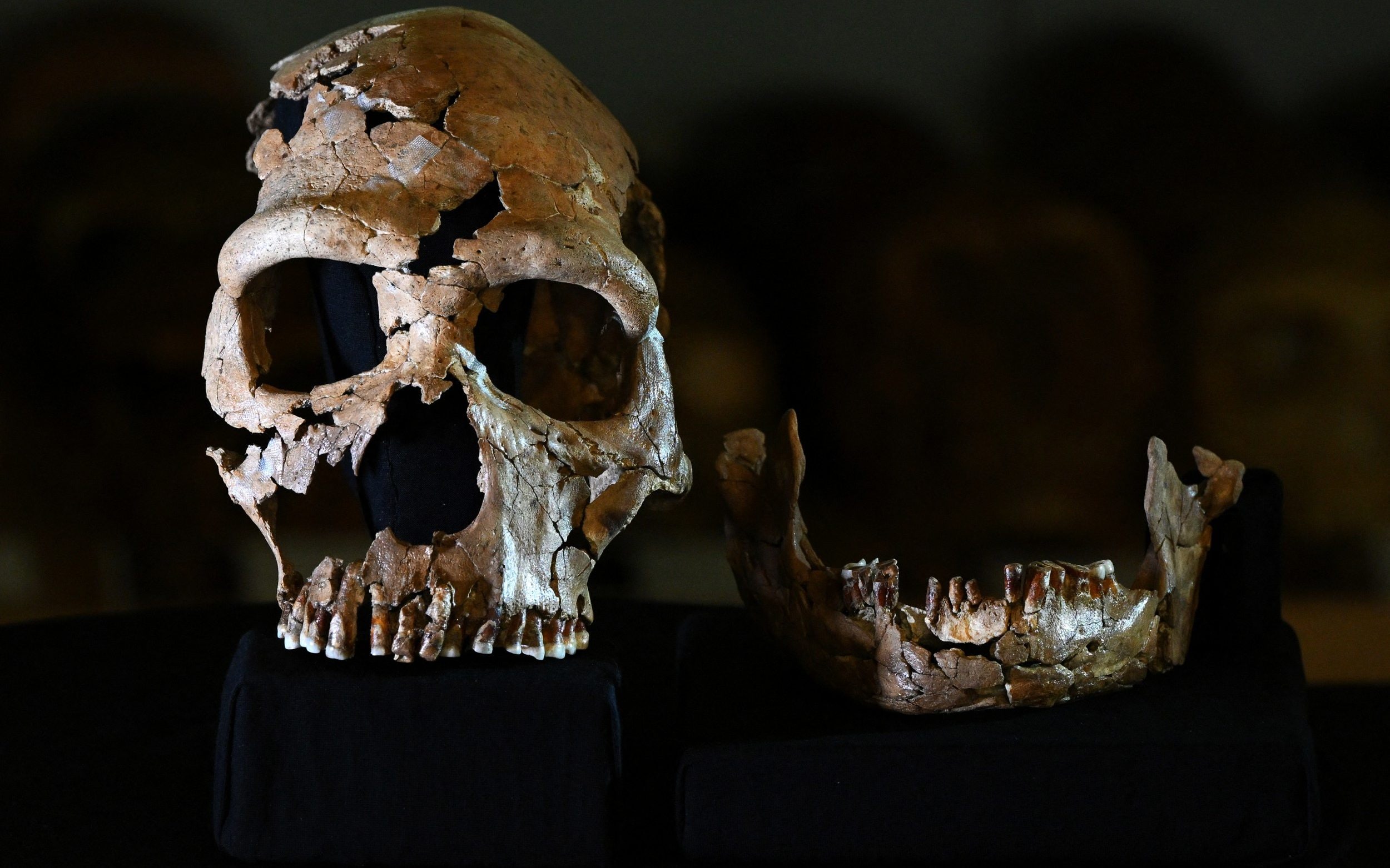 meet shanidar z, a 75,000-year-old neanderthal woman