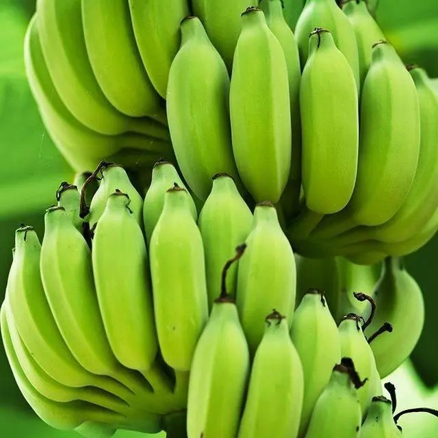 กล้วยดิบ กล้วยห่าม กล้วยสุก ประโยชน์ต่างกันอย่างไร
