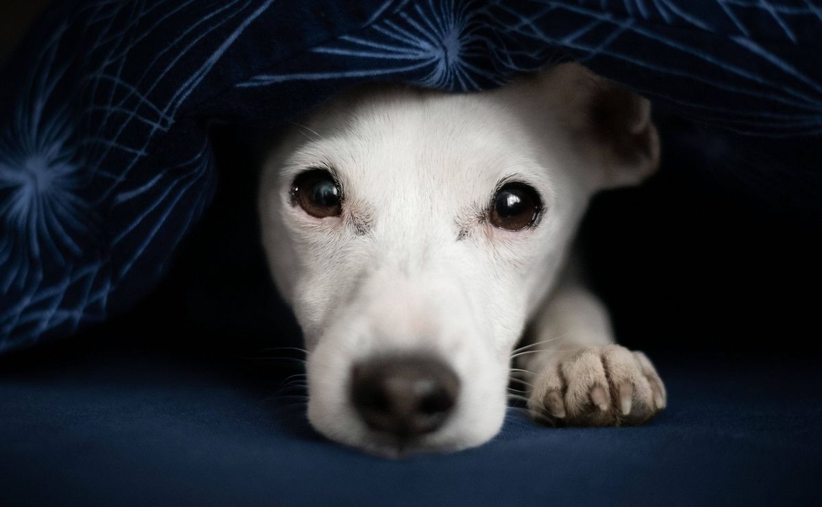 ¿cómo y dónde adoptar un perro? anuncian jornada de adopción de mascotas para el 4 y 5 de mayo