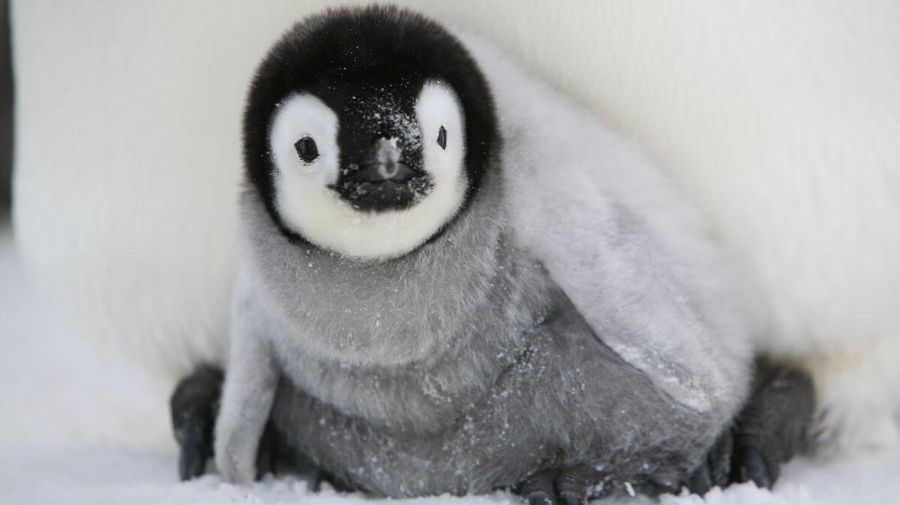preocupación científica por muerte masiva de crías de pingüino