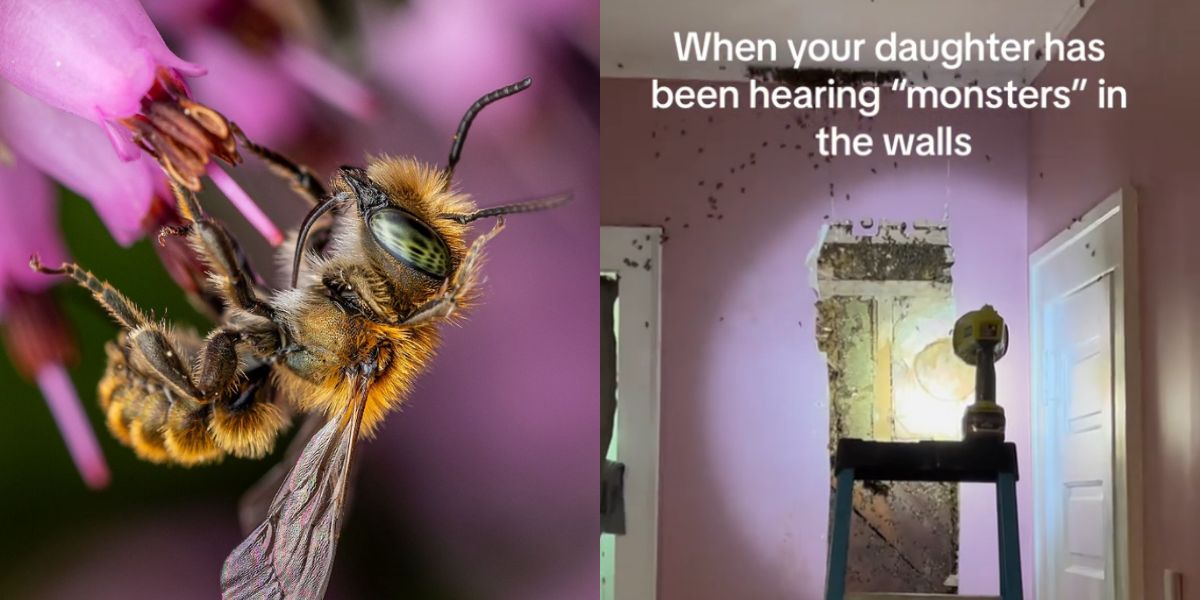 nainen löytää 50 000 mehiläistä piilotettuna talonsa seinään, ja video leviää viraaliksi