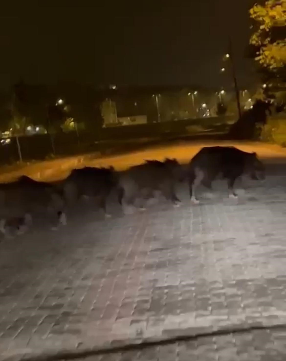 zonguldak’ta aç kalan domuz sürüsü ilçe merkezine indi