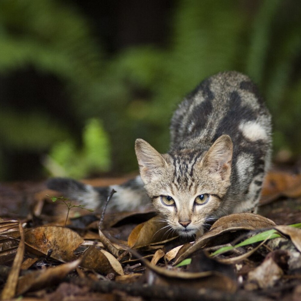 ‘catastrofici’ per la fauna. l’australia torna in guerra contro i felini predatori