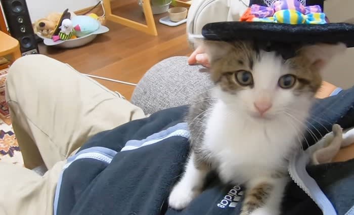 ヤンチャな子猫に『帽子を載せてみた』結果…あまりに可愛すぎる姿が5万6000再生の反響「心から叫んだ」「嫉妬する」の声