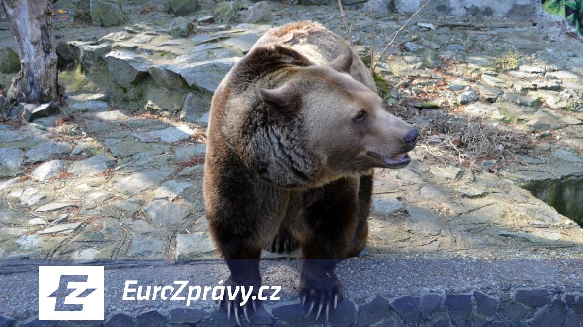 medvěd na slovensku opět zaútočil na člověka. šlo o houbaře