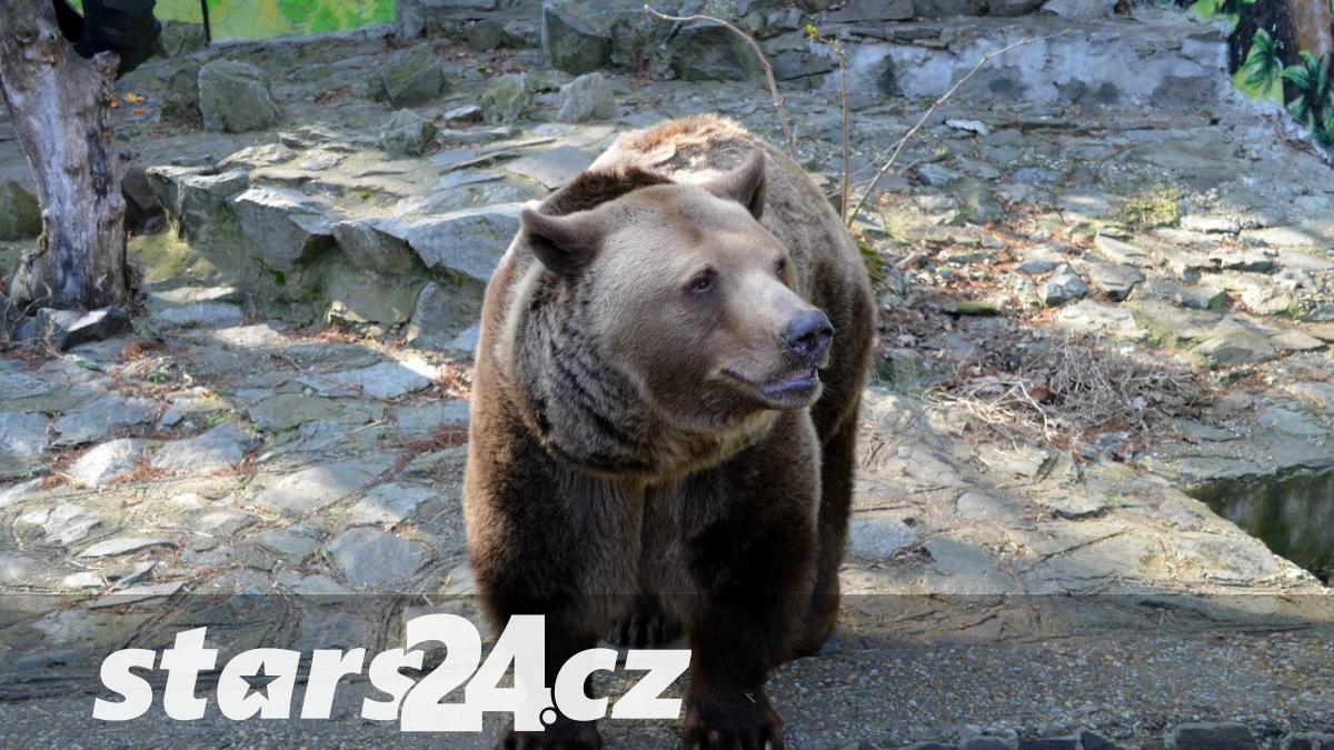 medvěd na slovensku napadl houbaře. útoků stále přibývá