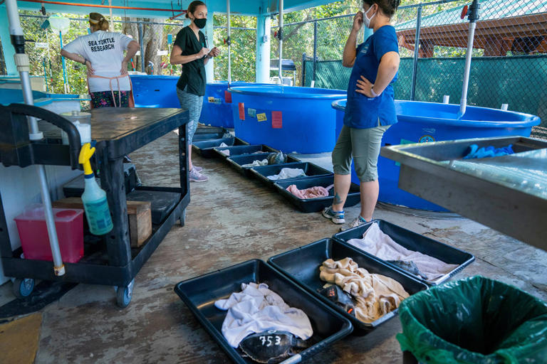 Gumbo Limbo in Boca Raton gets its permit back to treat and release sea ...