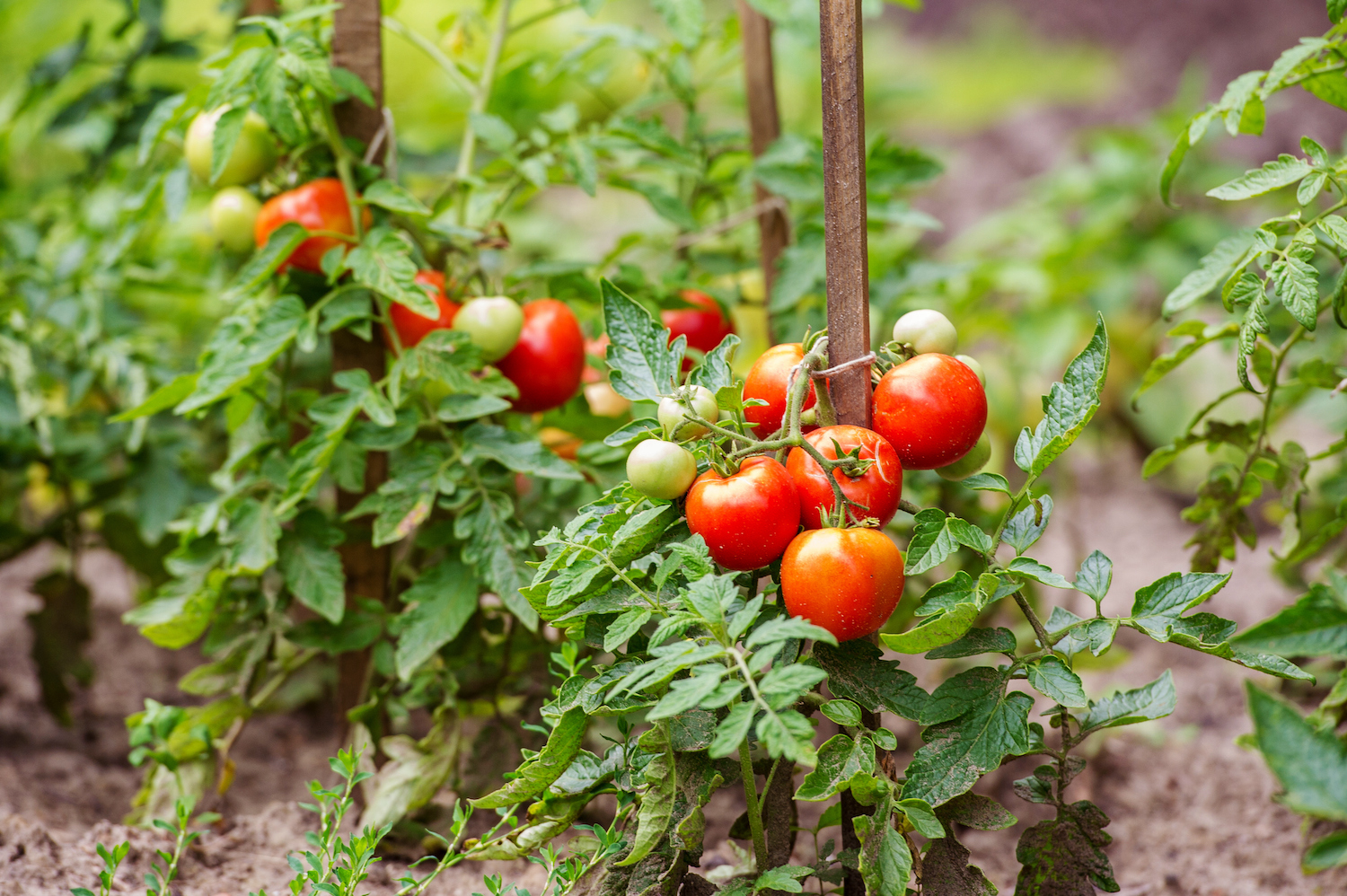 5 vegetables you can sow in may and eat this summer — one will be ready in just 30 days!