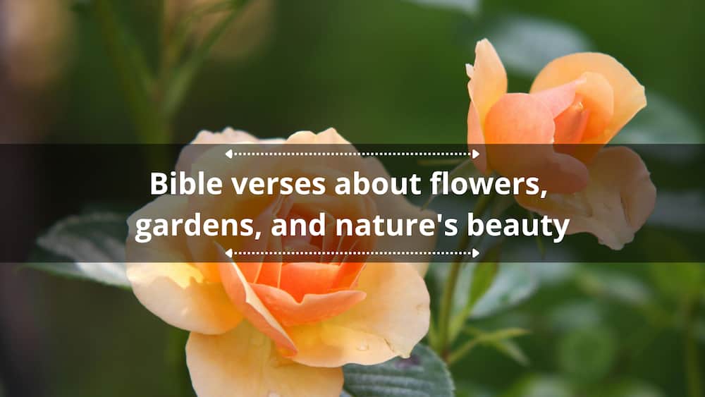 25+ bible verses about flowers, gardens, and nature's beauty