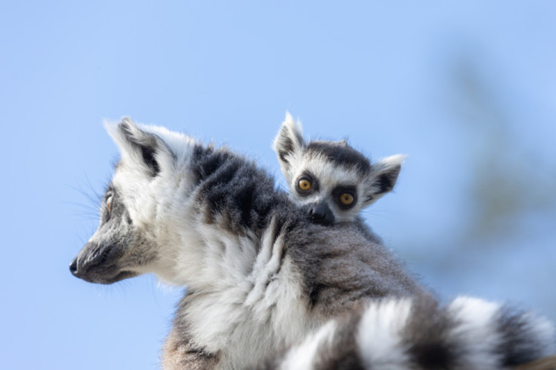 fota wildlife park has five new baby lemurs and the public are being asked to name them