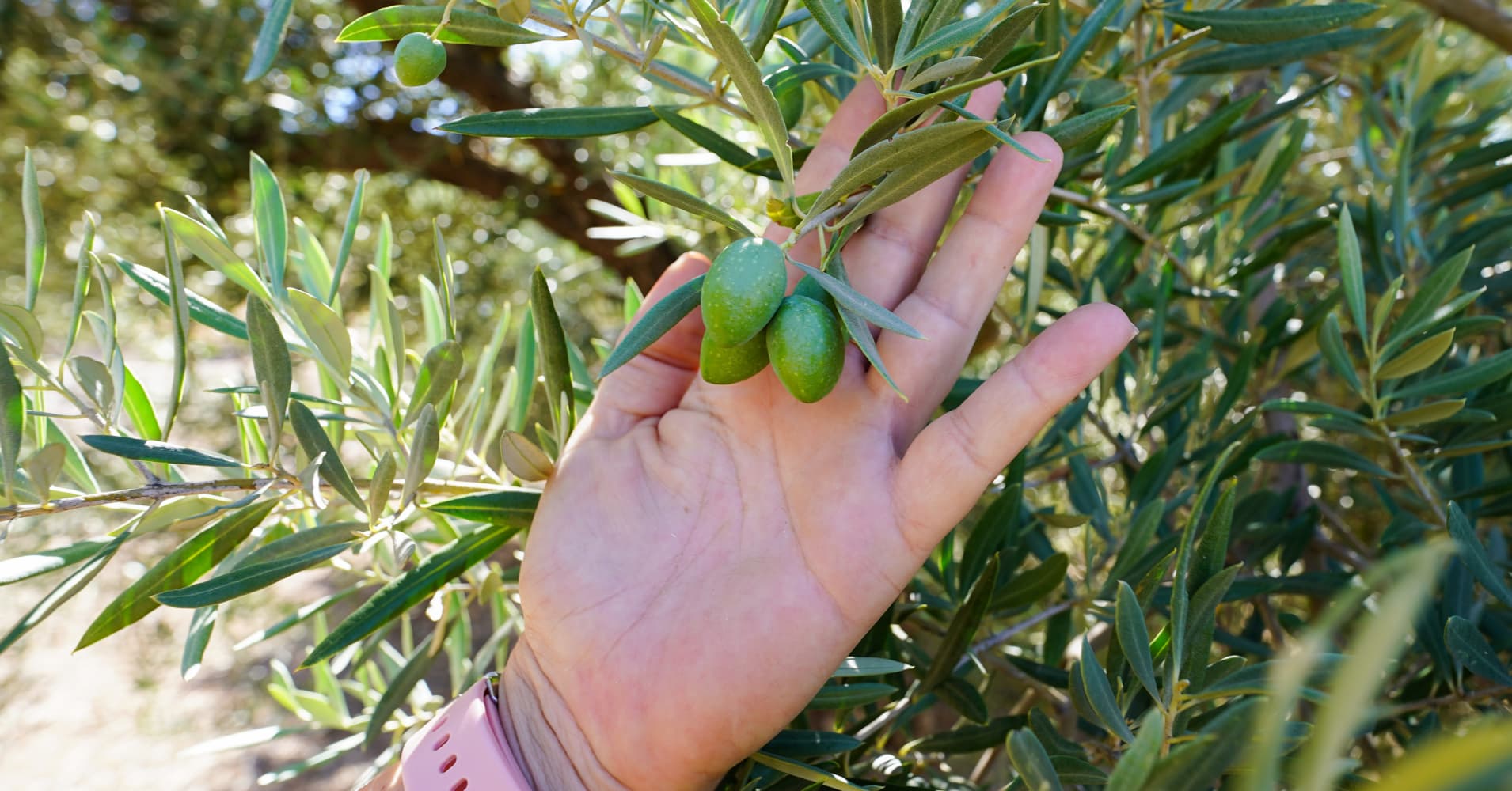 world's largest olive oil producer says the industry faces one of its toughest moments ever
