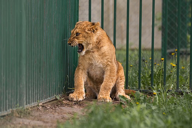 peace at last for the lions in war-torn ukraine
