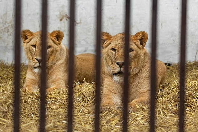 peace at last for the lions in war-torn ukraine