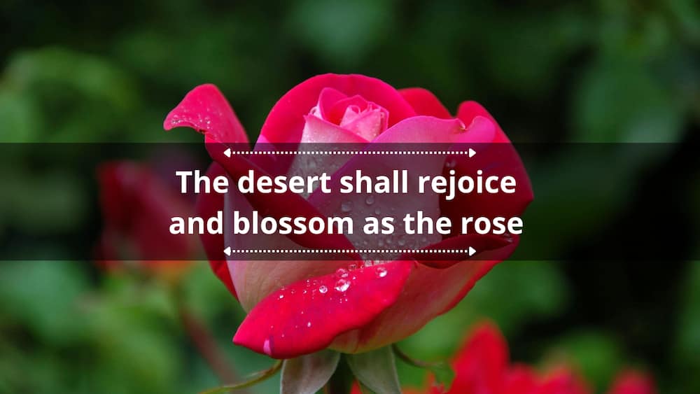 25+ bible verses about flowers, gardens, and nature's beauty