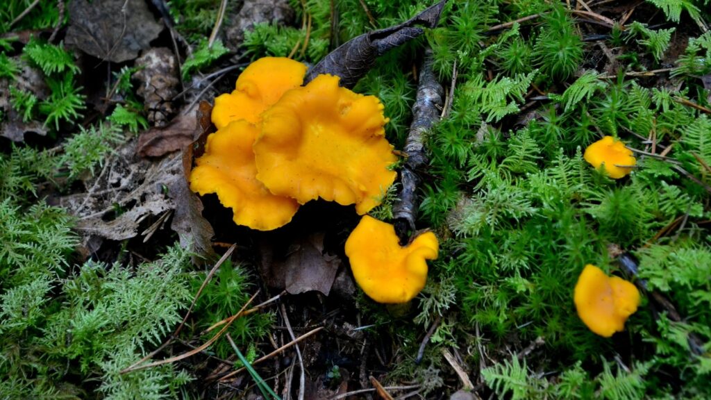 <p>Head out to almost any Oregon forest during the late spring or early fall, and odds are, you’ll run into one of the many edible plants that are prized by foragers and chefs around the state. </p><p>Mushrooms are one of the state’s most prized wild foods, from morel mushrooms in the spring to porcini and the famed Pacific golden chanterelle in the fall. Also on the list are huckleberries, which thrive in alpine meadows throughout the cascades, and the elusive truffle, which takes a trained nose to uncover.</p>