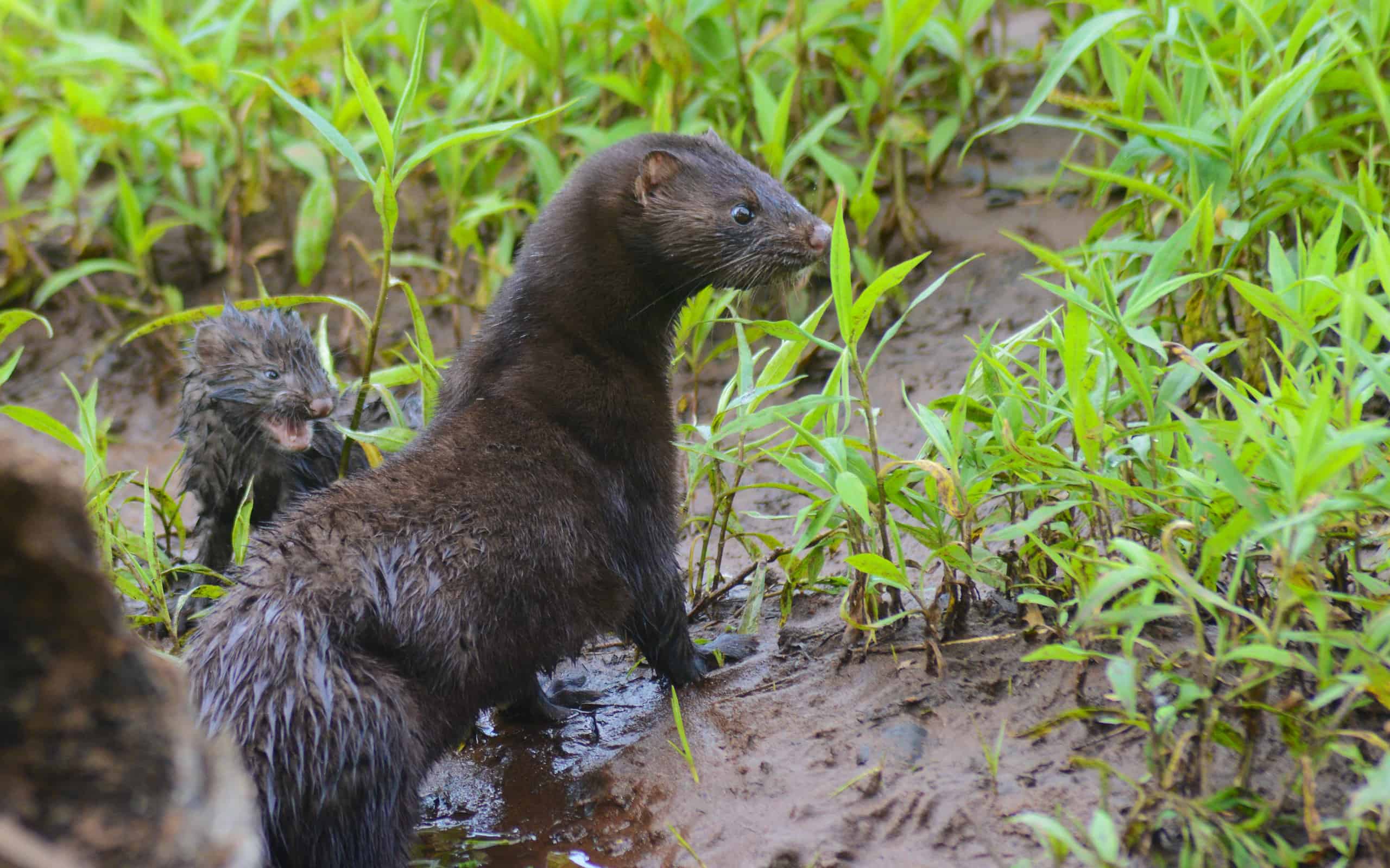 The Complete List of 38 Animals With Webbed Feet