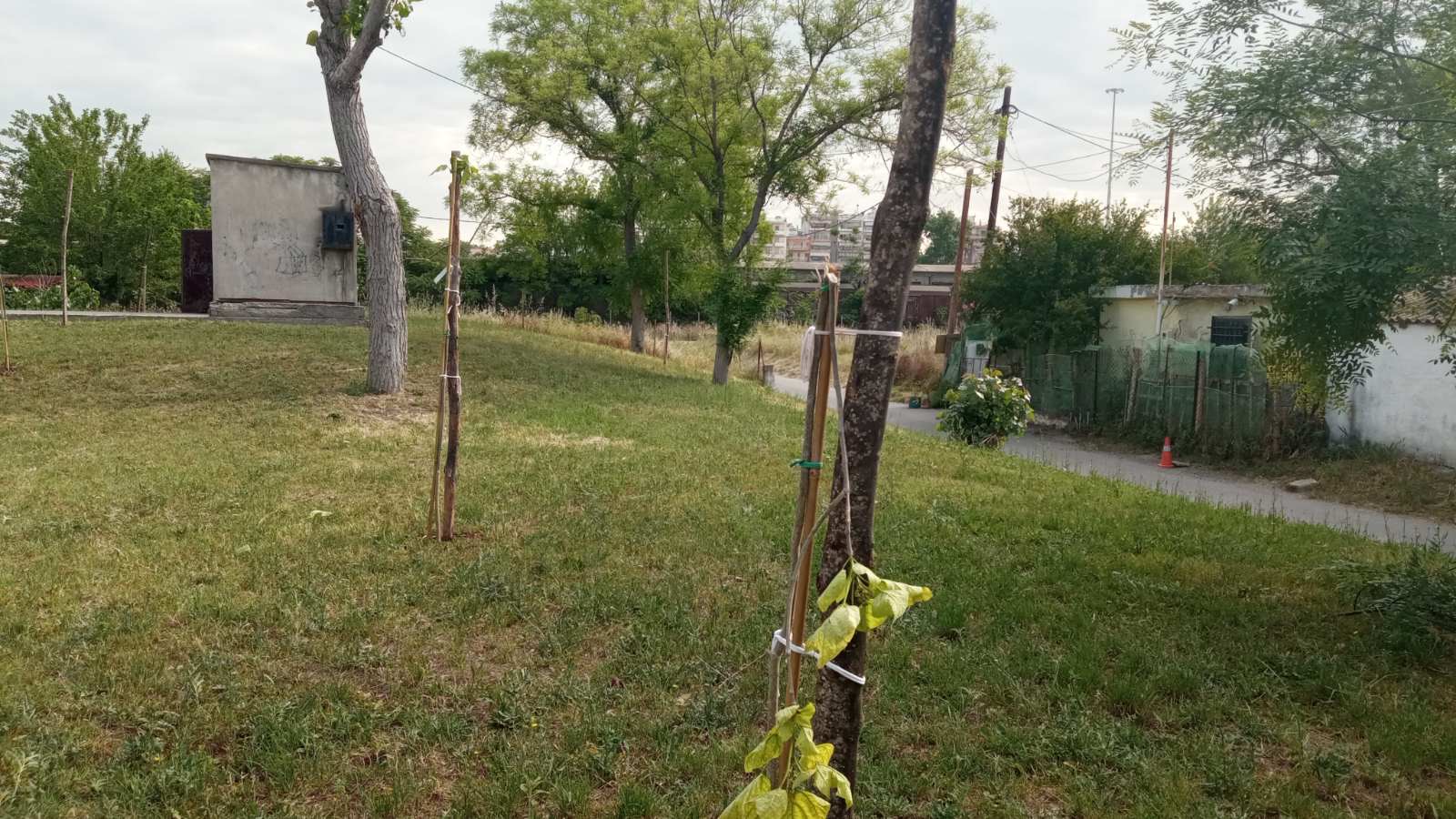 εύοσμος: άγνωστοι ξερίζωσαν δέντρα που είχαν φυτευτεί για τα θύματα των τεμπών