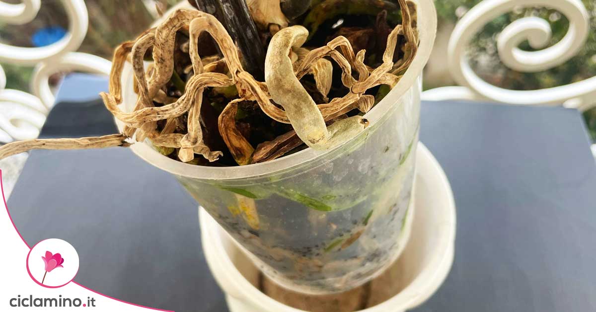 va bene tenere l’orchidea nel suo vaso di plastica? ti spiego i pro ed i contro