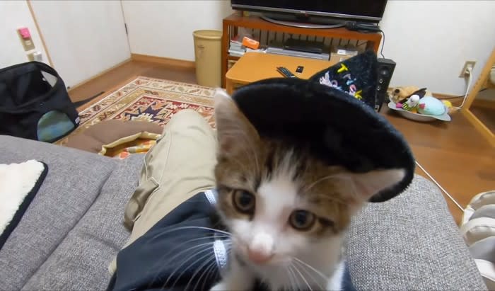 ヤンチャな子猫に『帽子を載せてみた』結果…あまりに可愛すぎる姿が5万6000再生の反響「心から叫んだ」「嫉妬する」の声
