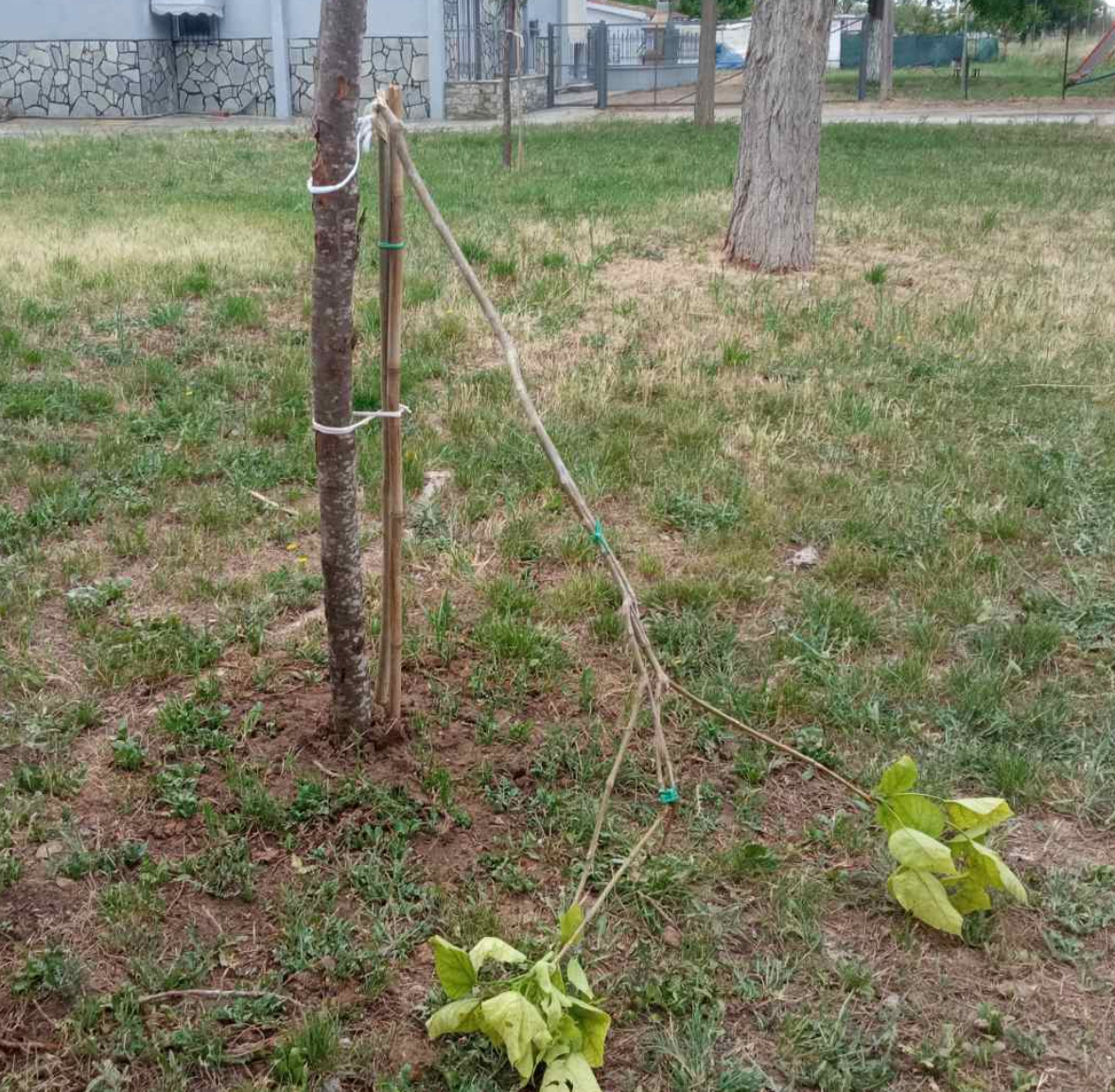 εύοσμος: άγνωστοι ξερίζωσαν δέντρα που είχαν φυτευτεί για τα θύματα των τεμπών