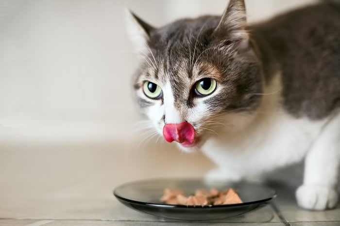 猫に『生（なま）で与えてはいけない食べ物』4選 加熱すればあげても大丈夫？