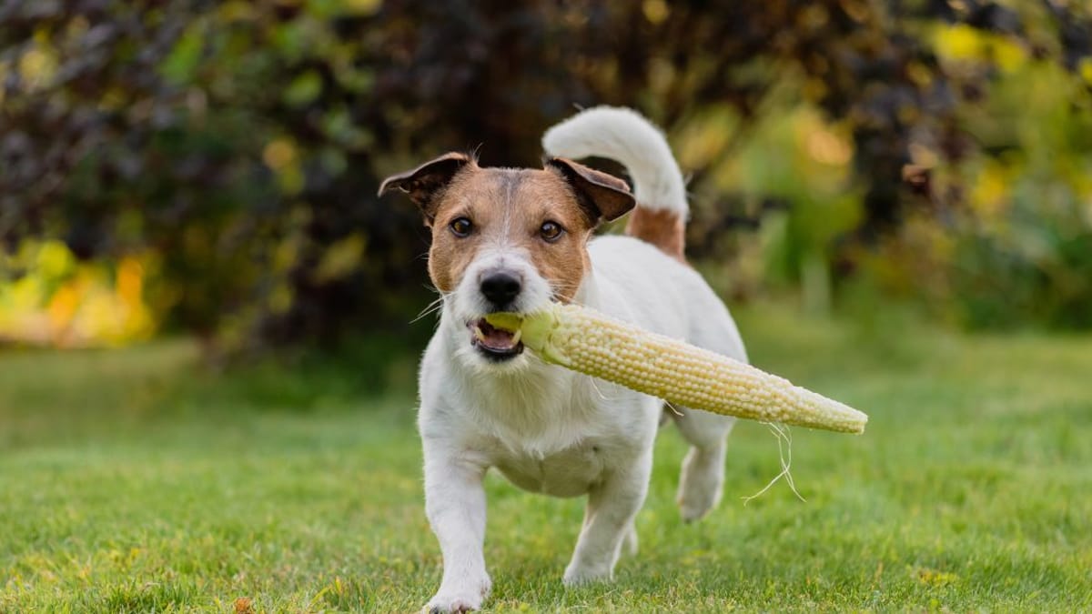 son chien a failli mourir à cause d’un épi de maïs : le cabinet vétérinaire alerte les propriétaires