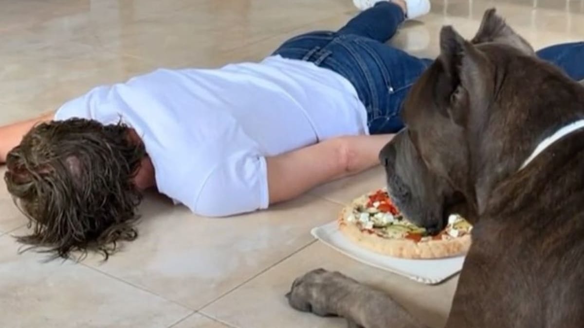 increíble reacción de cane corso frente al desmayo de su dueña con una pizza (vídeo)