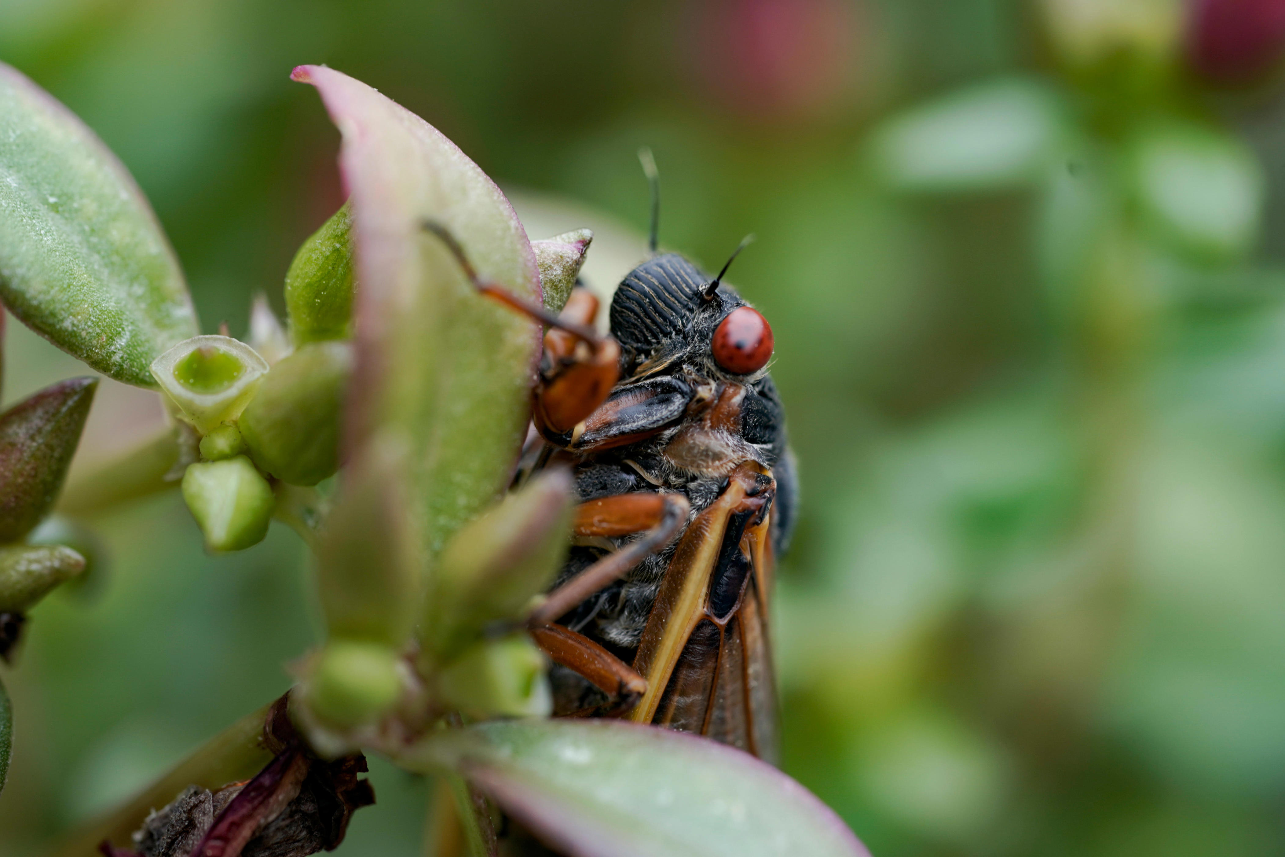 cicadas will soon become a massive, dead and stinky mess. there's a silver lining.