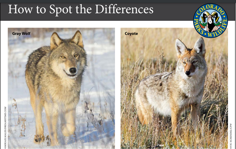 Colorado has more wolves, but would you know one if you saw one? Here is what to know