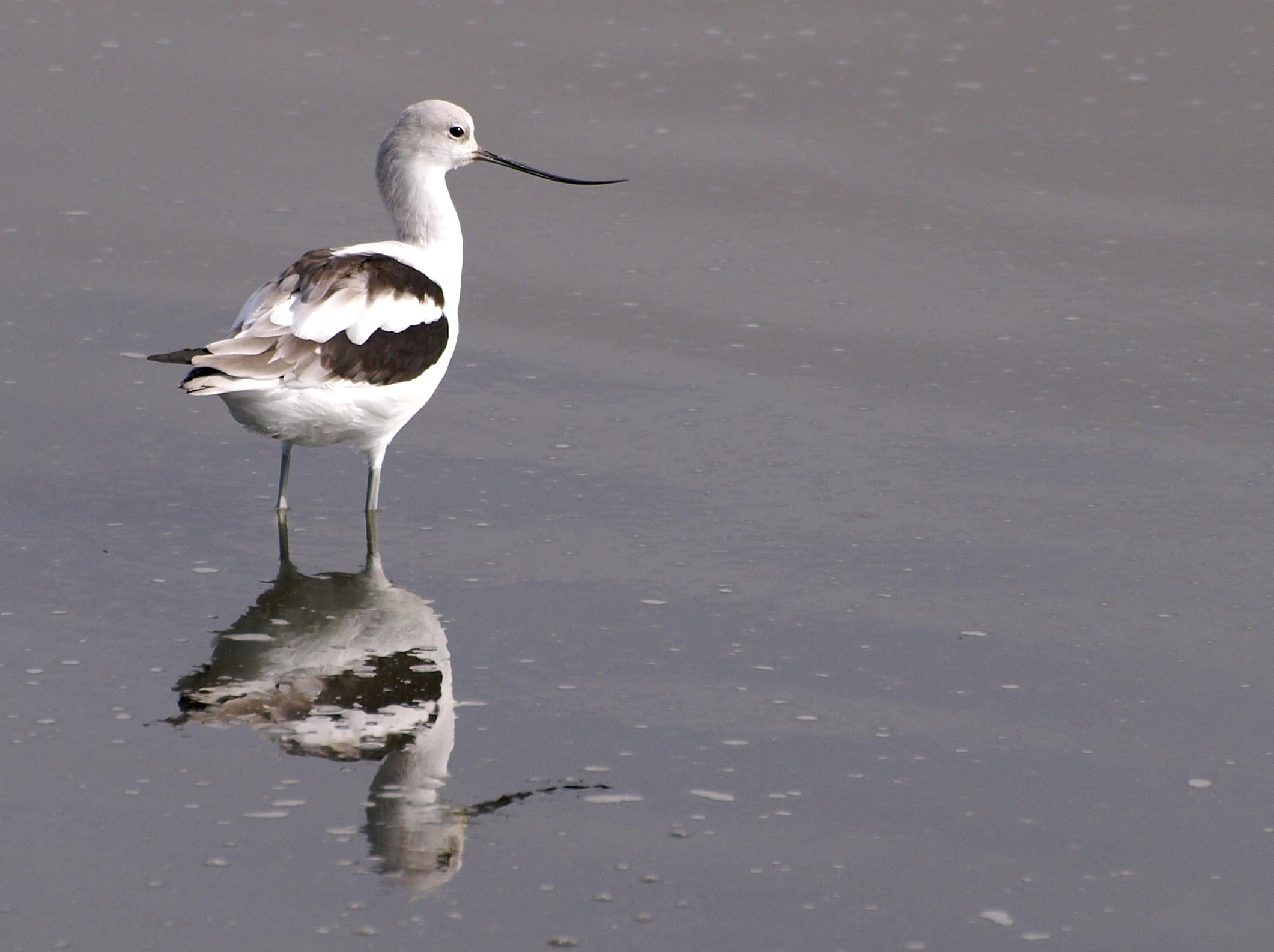 The Complete List of 38 Animals With Webbed Feet