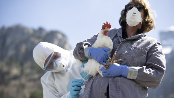 vogelgrippe bei kühen in den usa – die wichtigsten fragen und antworten