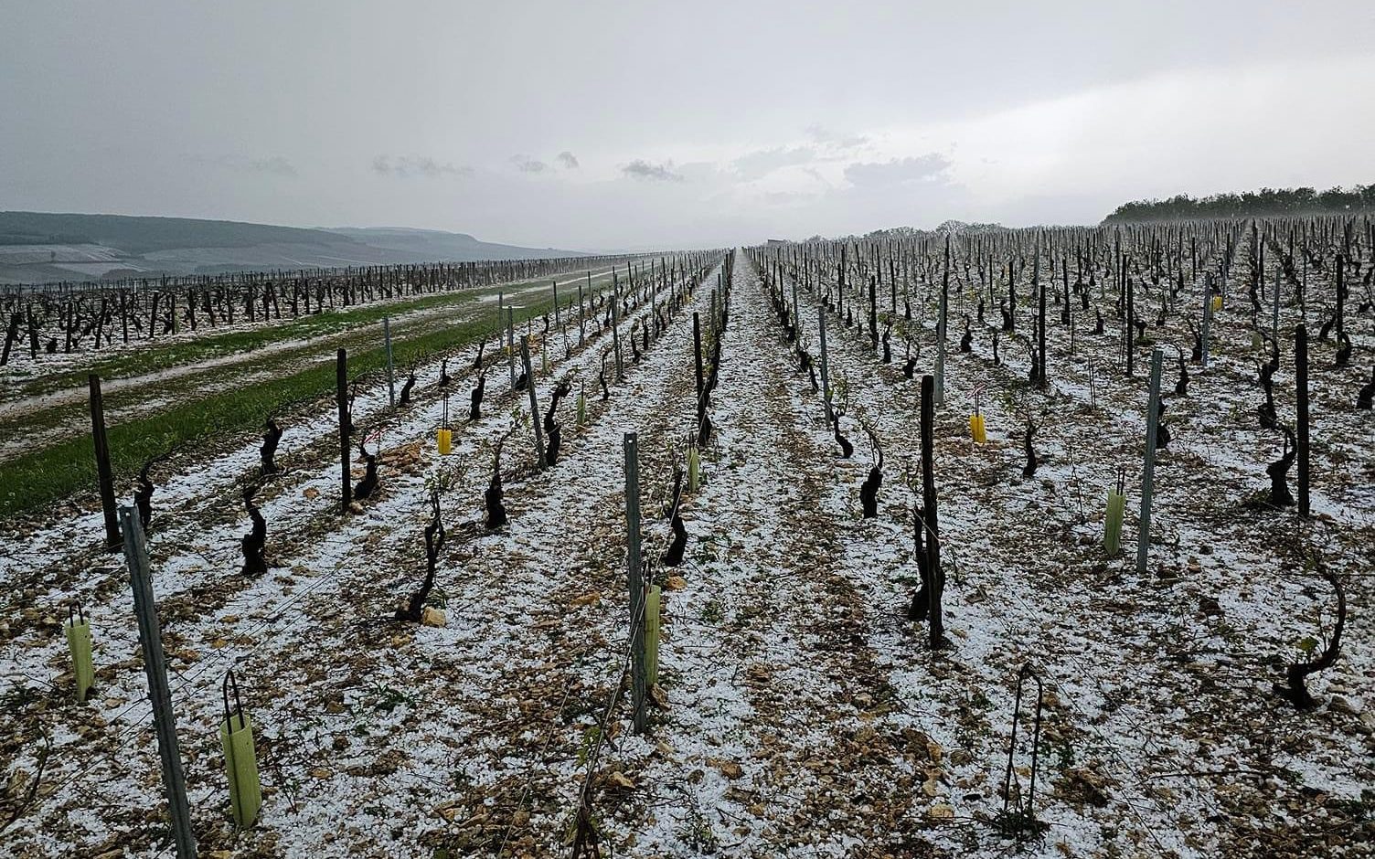 hail storm wipes out chablis vineyards