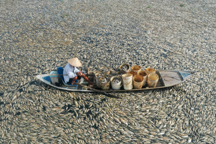 foto: ratusan ribu ikan mati imbas gelombang panas di vietnam