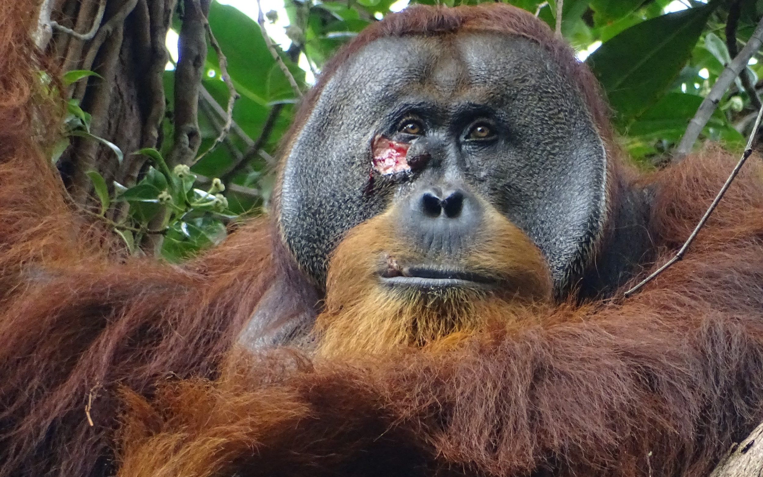 orangutan treats wound with medicinal plant in first for animals