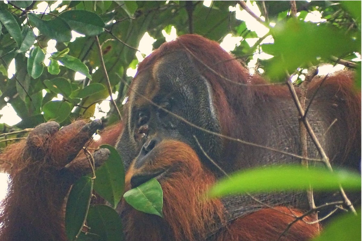 wild orangutan observed treating wound with medicinal plant for first time