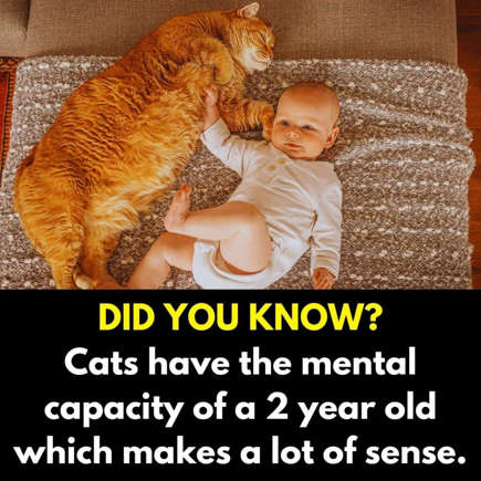 #3: Of Cats and Babies