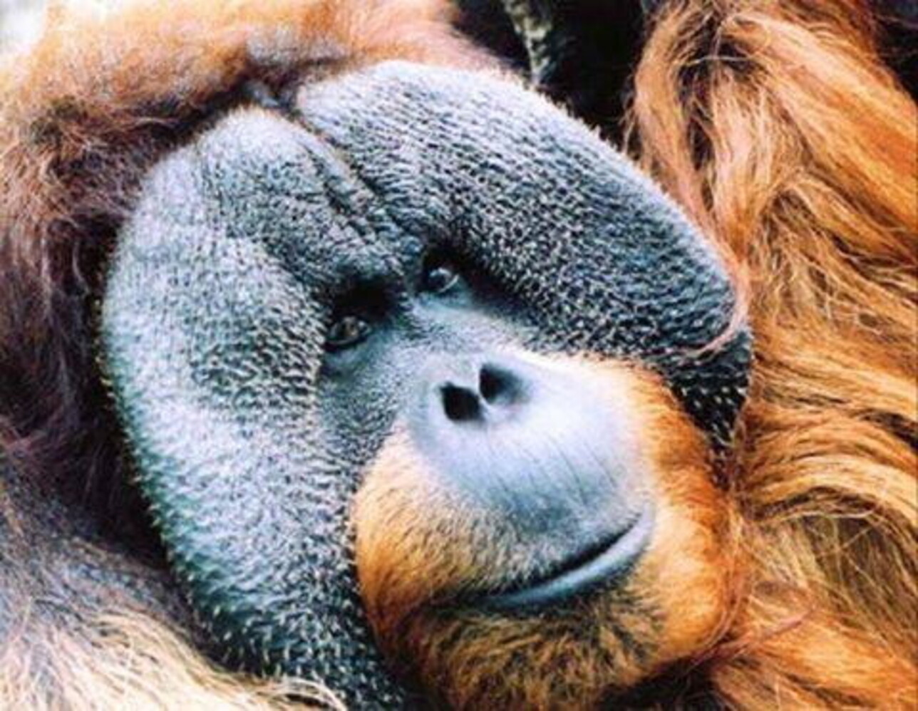 ecco l'orango che si cura una ferita con le erbe: è il primo animale a curarsi da solo