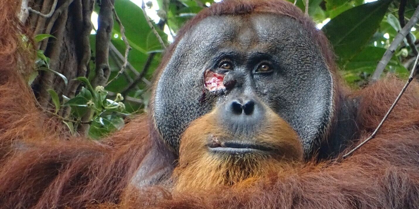orangutang behandlade sitt sår med medicinalväxt