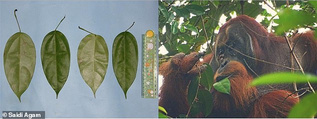 this wild orangutan used medicinal leaves to heal its wounds