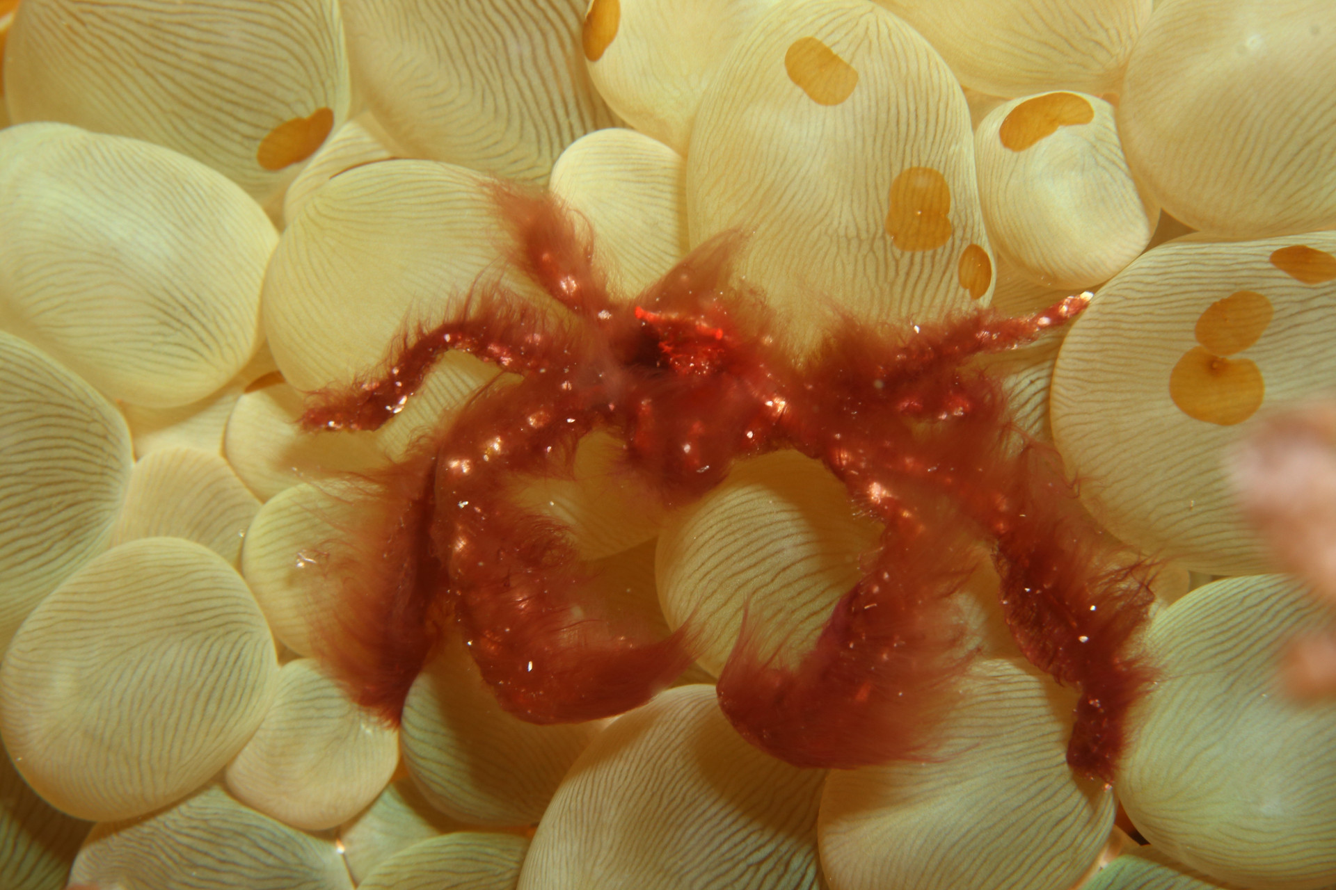 Surreal sea creatures: the weird wonders of the ocean down under