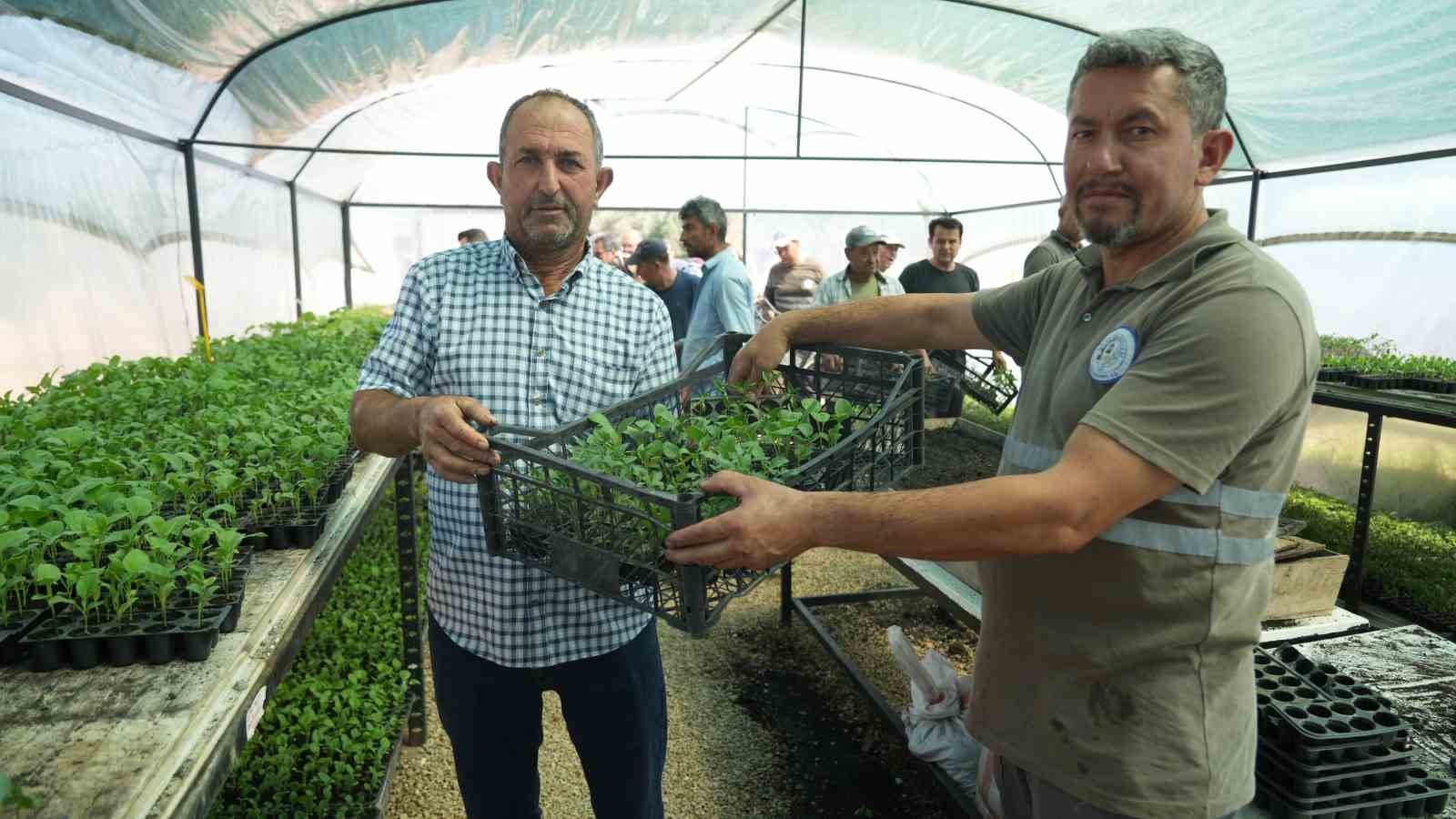milas belediyesi’nden üreticilere ata tohumdan üretilen fide desteği