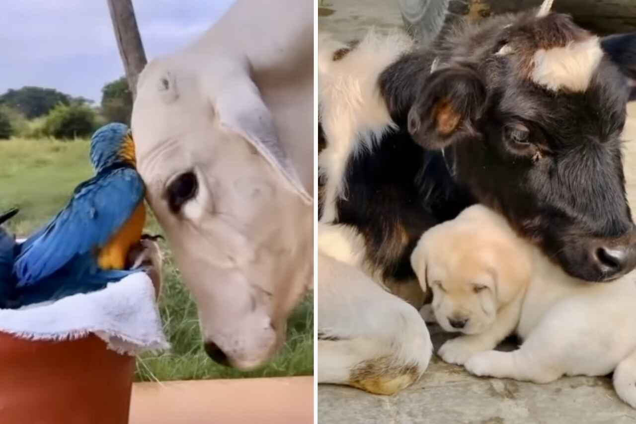 Süßes Video zeigt Zuneigung zwischen Tieren verschiedener Arten