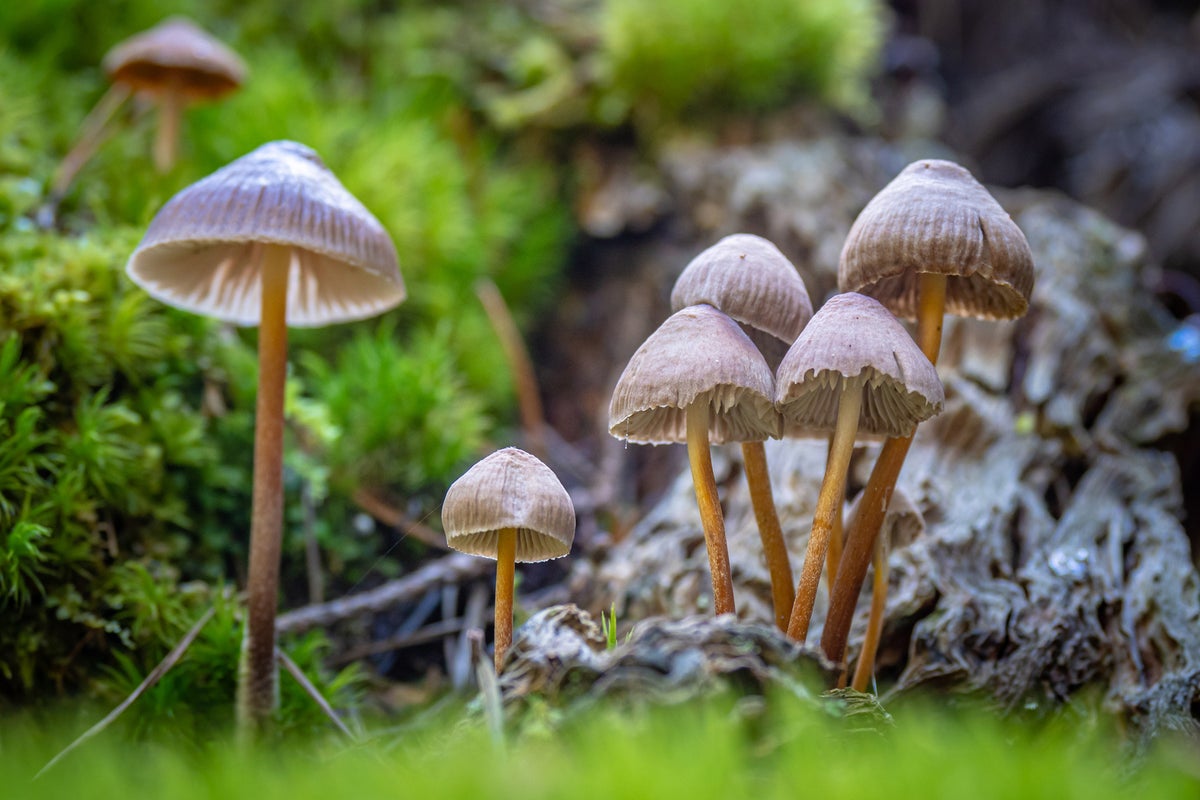 ‘magic mushrooms’ could be effective antidepressant after one dose, study suggests