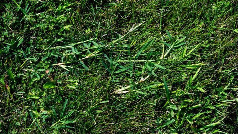 8 Genius Tips And Tricks For Killing Crabgrass In Your Lawn