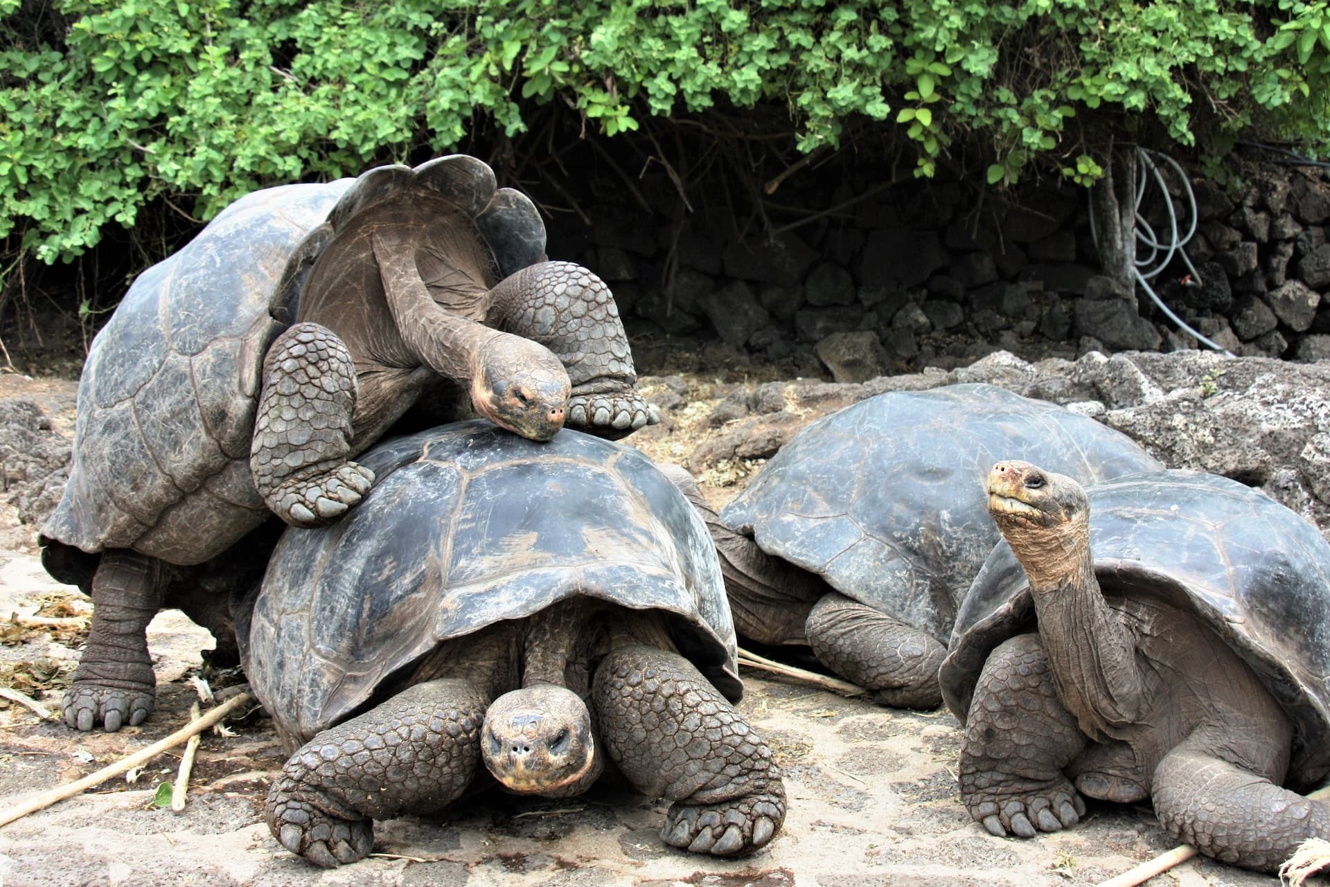 <p>Embark on a journey through the Galápagos Islands, following in the footsteps of Charles Darwin, to meet the unique and diverse animal species that inspired the theory of natural selection.</p>