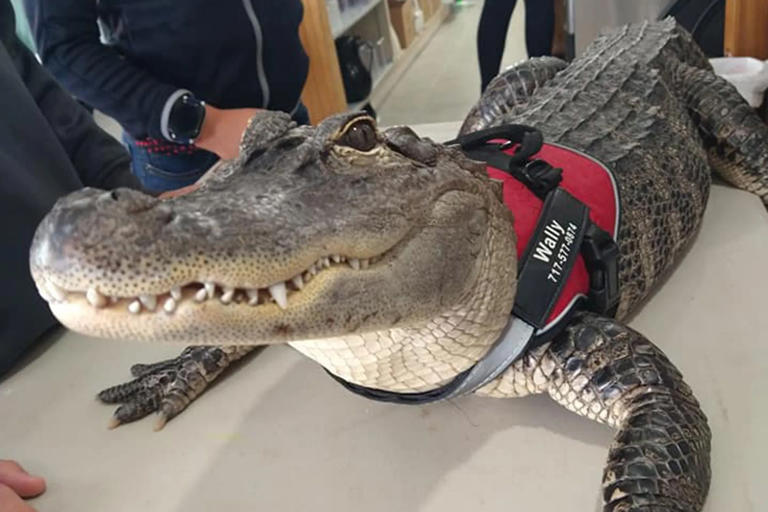 What happened to Wallygator, the emotional therapy alligator kidnapped ...