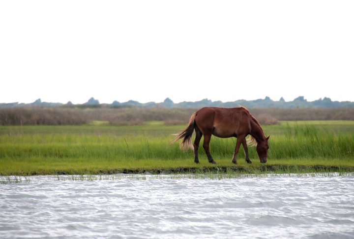 15 Spots In The US To Find Wild Horses